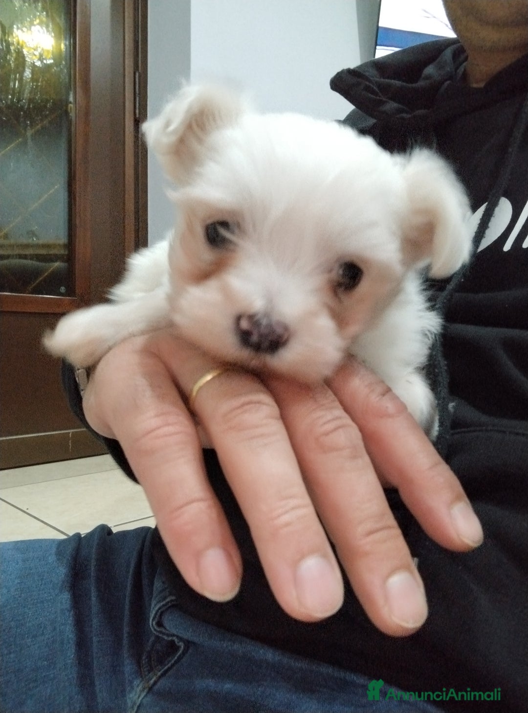 Maltese cani in vendita: Cucciolo maschio di maltese  - Annuncio 2