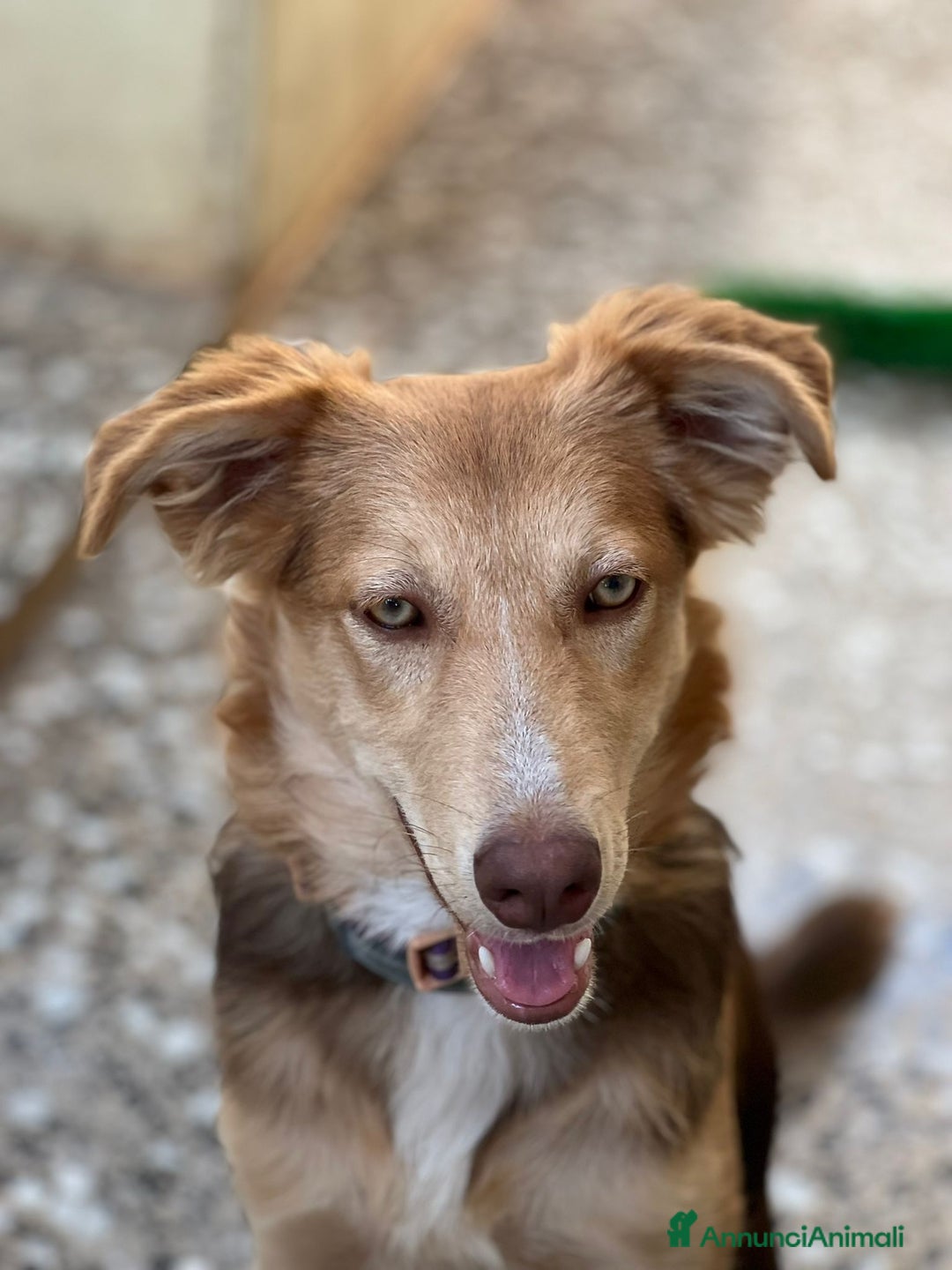 Meticcio cani in regalo: Cucciolo di 8 mesi - Immagine 2