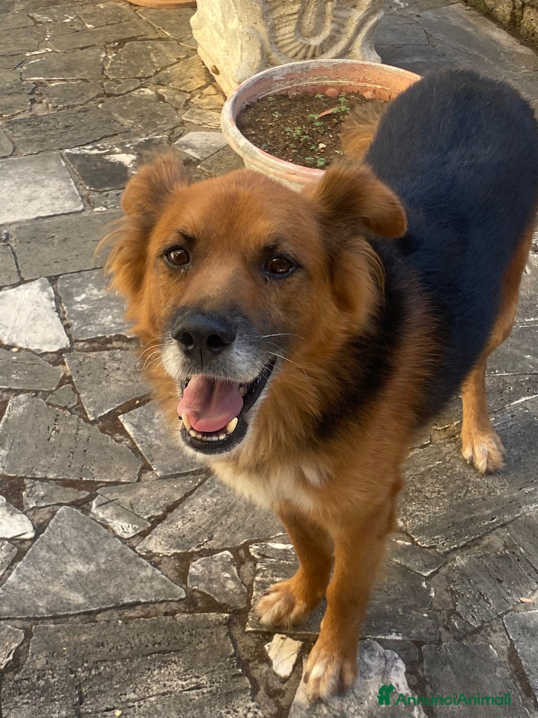 Meticcio cani in regalo: FULMINE 9 anni cerca adozione! - Annuncio 3