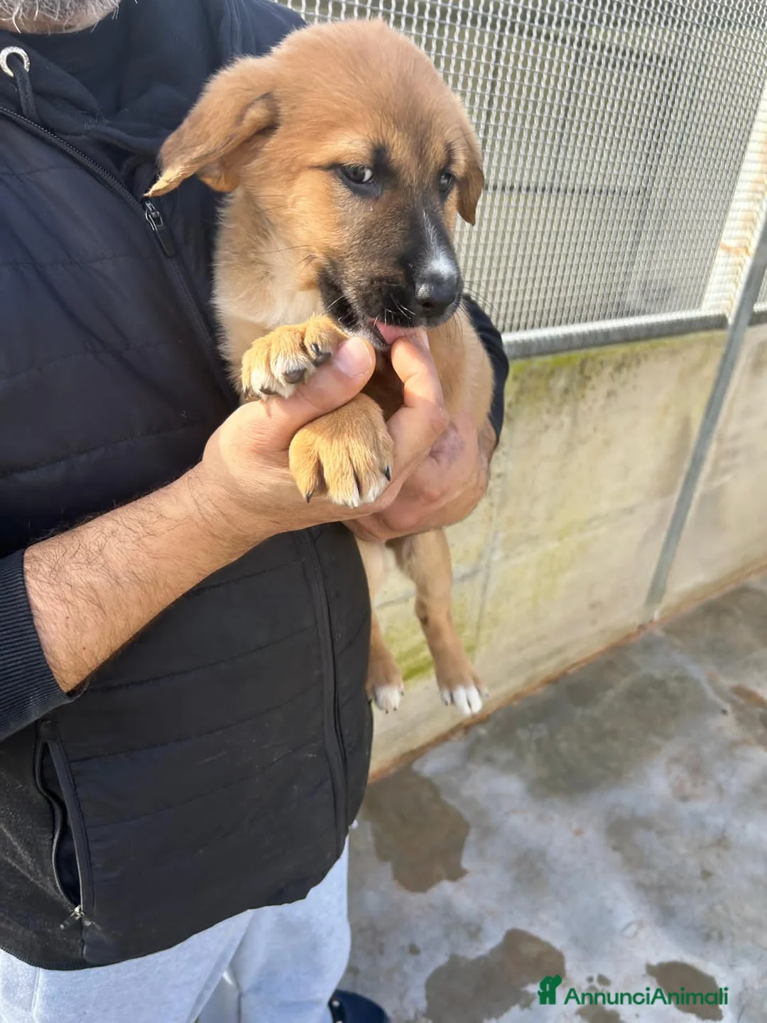 Altre razze cani in regalo: morena e alessia - Annuncio 2