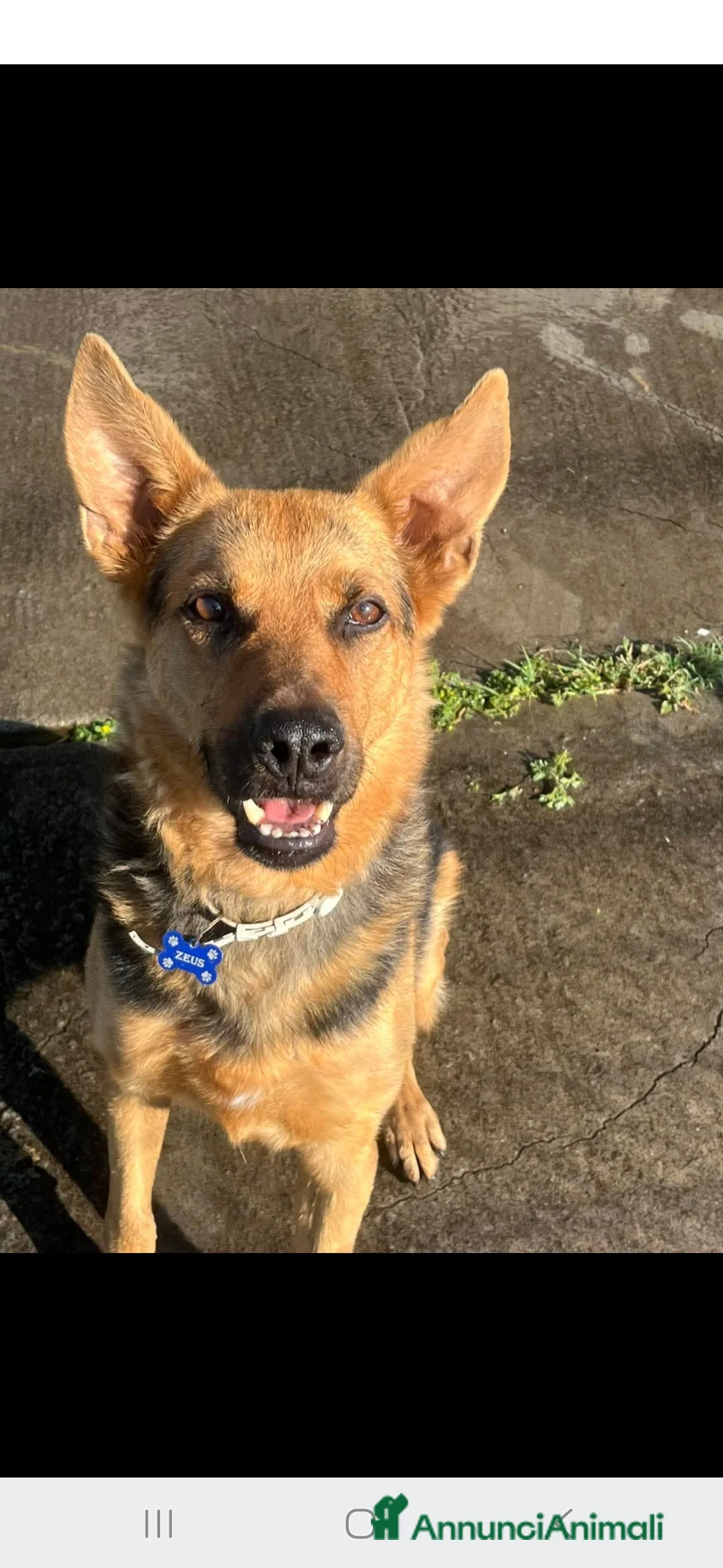 Pastore Tedesco cani in regalo: Zeus ha bisogno urgentemente di una casa - Annuncio 1