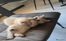 Scottish gatti in vendita: Dolcissimo scottish fold e straight  a Provincia di Brescia - Immagine 3