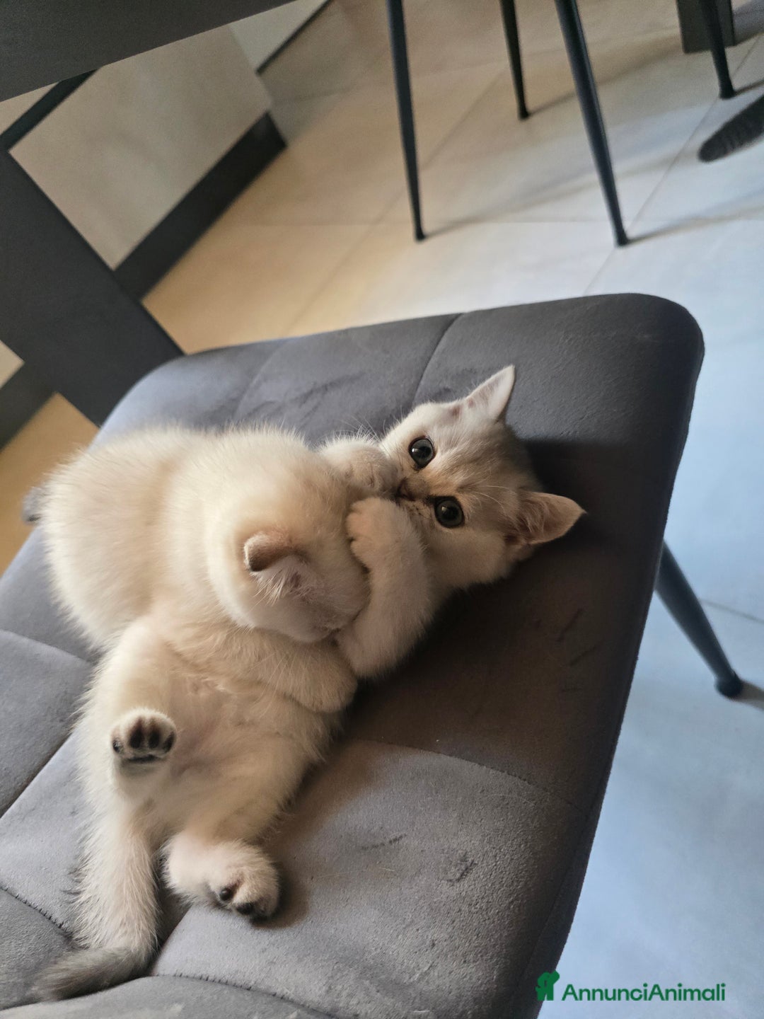Scottish gatti in vendita: Dolcissimo scottish fold e straight  a Provincia di Brescia - Immagine 3