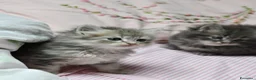 Siberiano gatti in vendita: Cuccioli di gatto siberiano  - Annuncio 6
