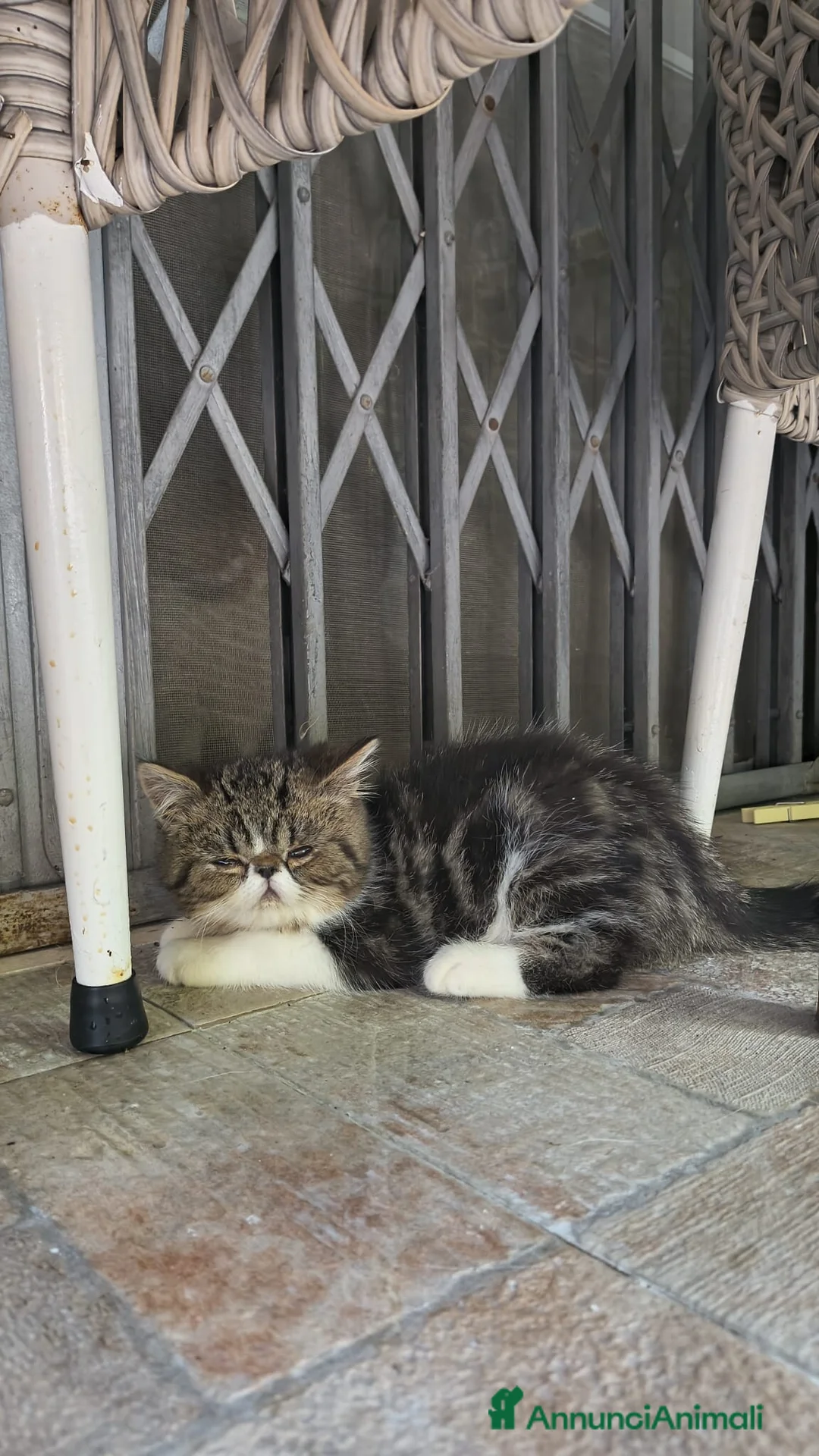 Persiano gatti in vendita: Cuccioli di persiano e exotic  - Annuncio 2