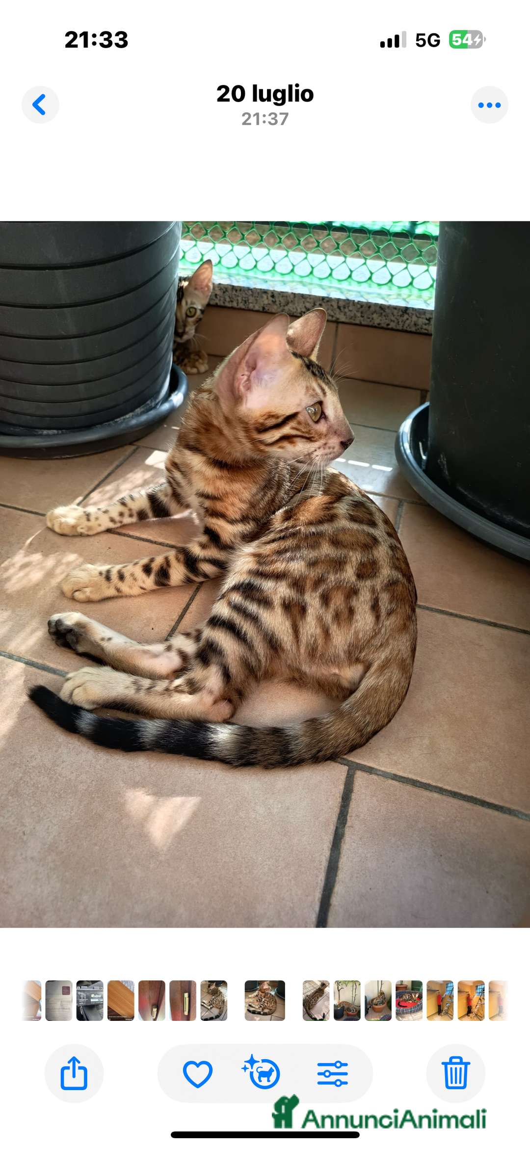 Bengala gatti in vendita: Cuccioli bengala - Annuncio 7