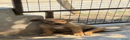 Meticcio cani in regalo: Rose e Lea a Provincia di Parma - Annuncio 5
