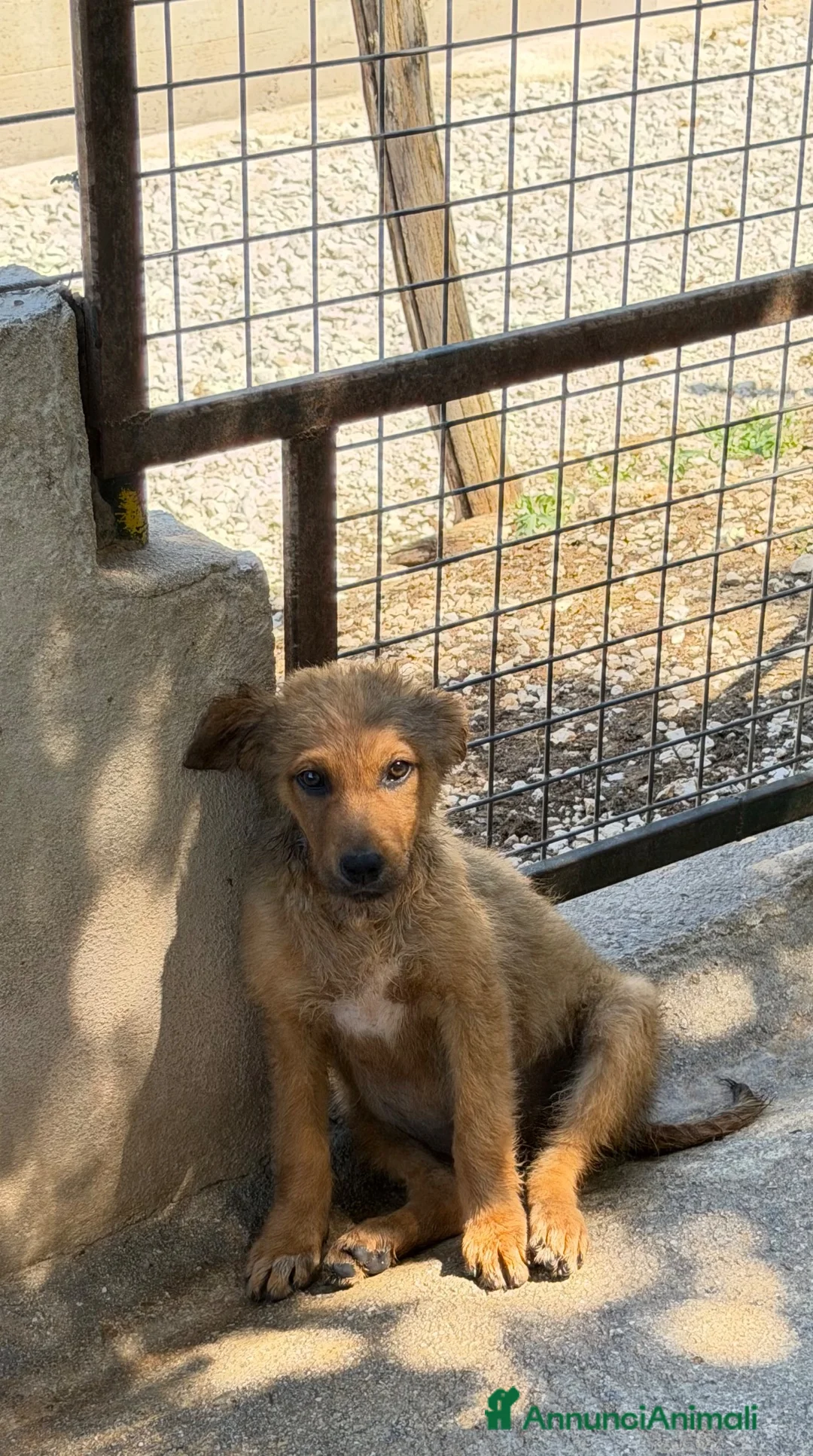 Meticcio cani in regalo: Rose e Lea a Provincia di Parma - Annuncio 5