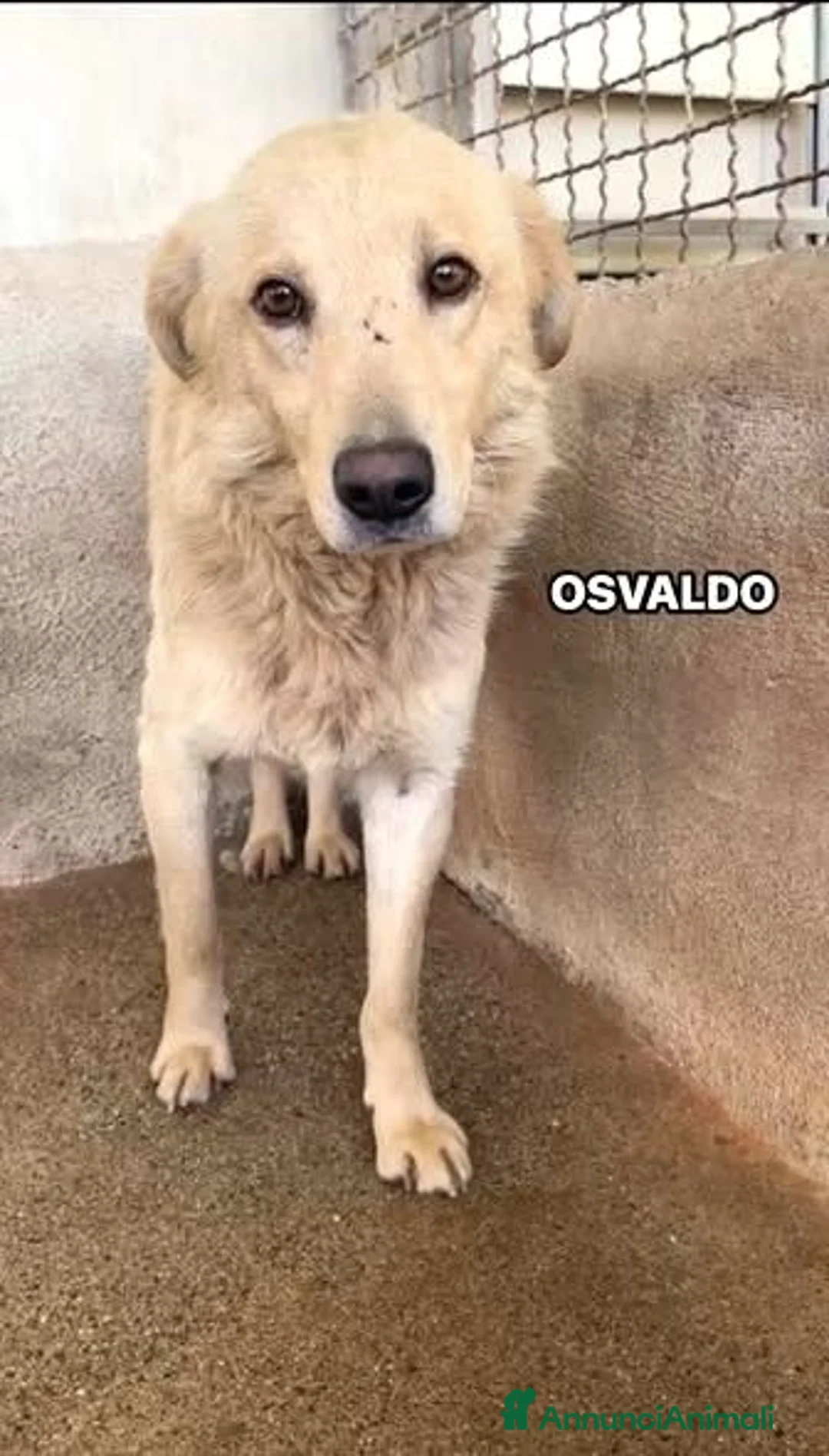 Meticcio cani in regalo: 5 cuccioli da salvare  - Annuncio 5