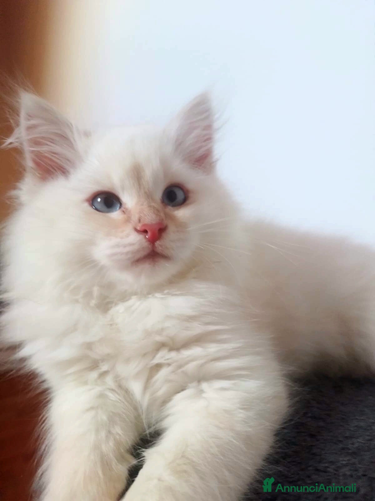 Siberiano gatti Gatto siberiano ipoallergenico - Annuncio 6