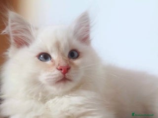 Siberiano gatti Gatto siberiano ipoallergenico - Annuncio 6