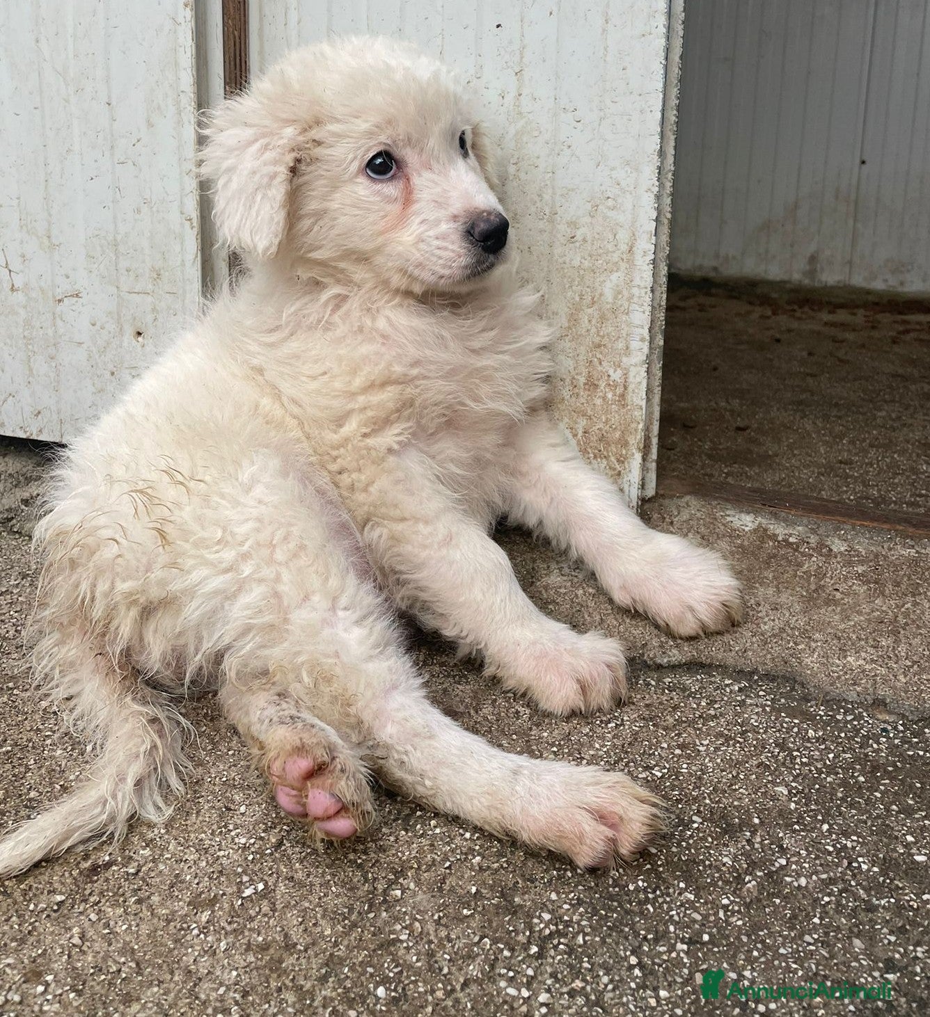 Meticcio cani FREYA ASPETTA TE - Annuncio 13
