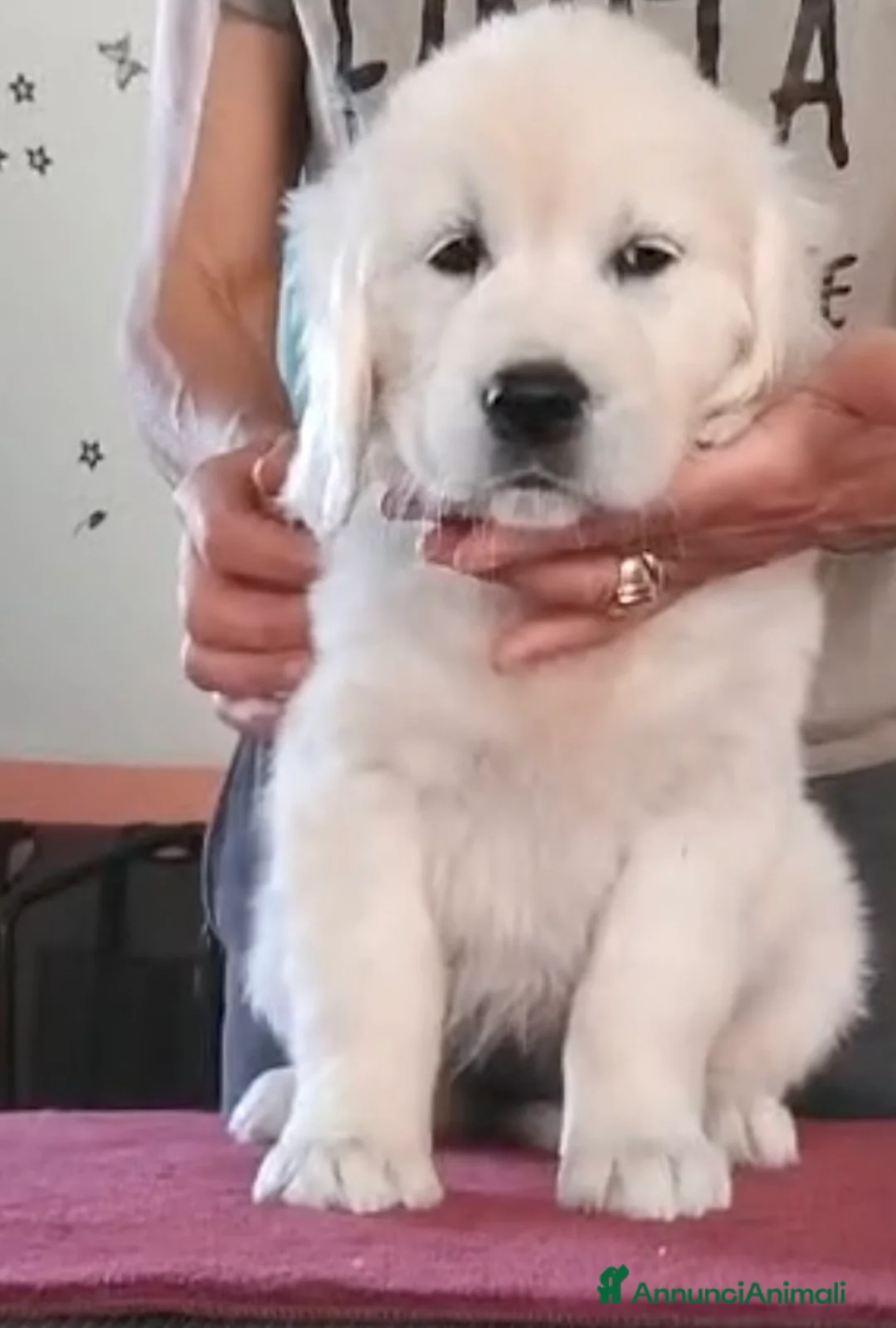 Golden Retriever cani in vendita: Cuccioli di Golden retriever inglese  - Annuncio 2