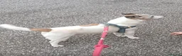 Jack Russell cani in vendita: Jack Russo già addestrato cerca casa  - Annuncio 1