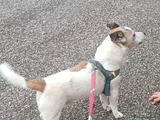 Jack Russell cani Jack Russo già addestrato cerca casa - Annuncio 1