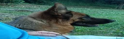 Pastore Tedesco cani in vendita: Pastore Tedesco femmina - Annuncio 6