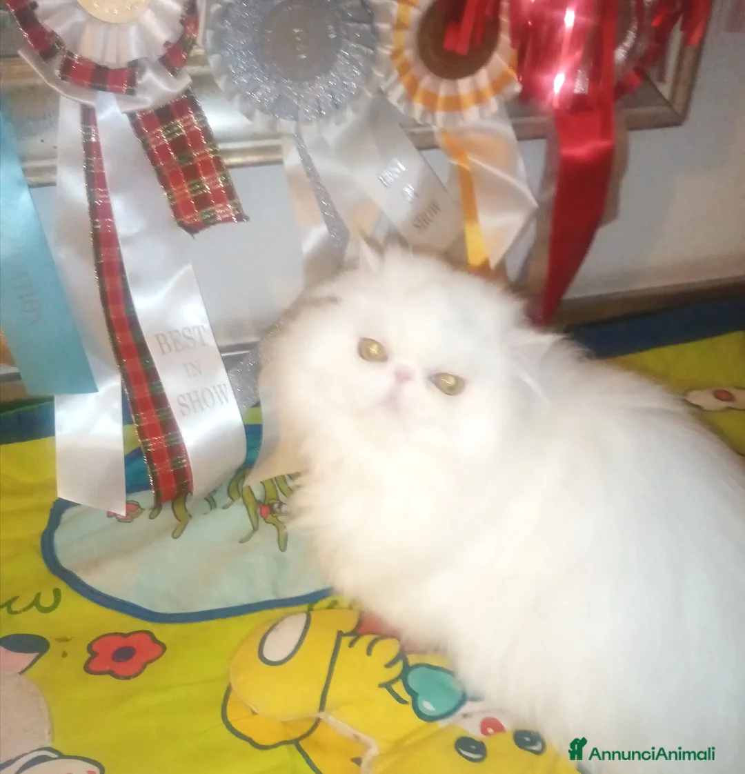 Persiano gatti in vendita: Cuccioloni gatti Persiani pura razza  - Annuncio 1