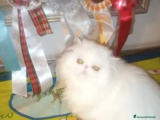 Persiano gatti Cuccioloni gatti Persiani pura razza - Annuncio 1