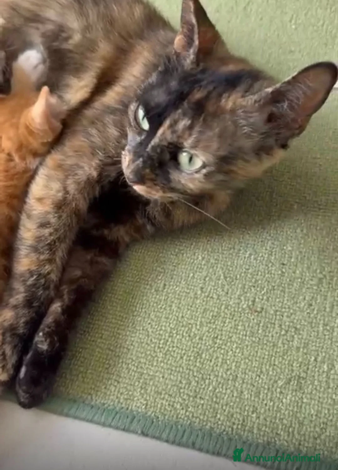 Meticcio gatti in regalo: Regalo Gattini - Annuncio 5