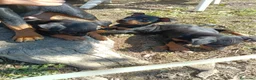 Pinscher Miniatura cani in vendita: Pinscher Nano Femmine - Annuncio 7