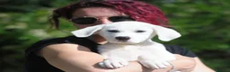 Meticcio cani in regalo: sophie  - Annuncio 1
