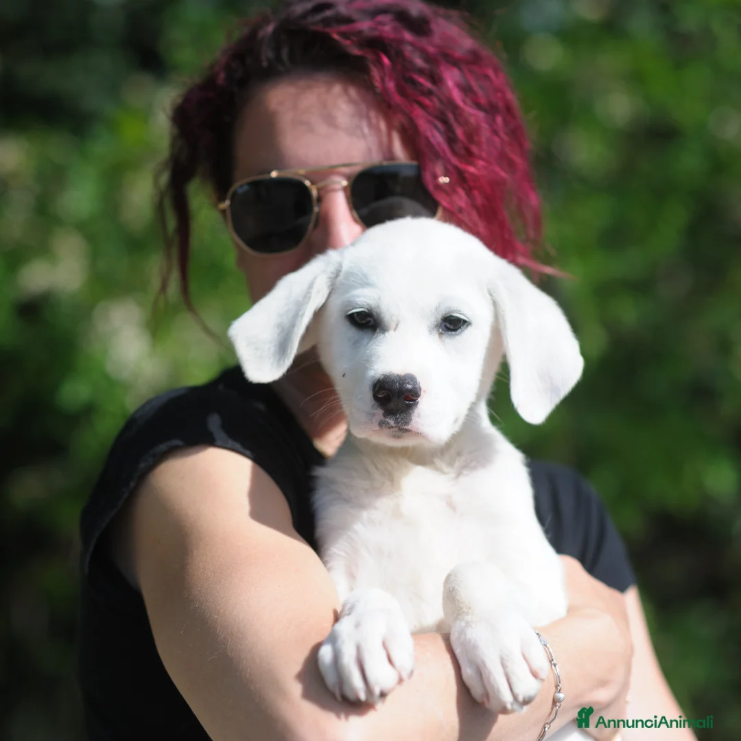 Meticcio cani in regalo: sophie  - Annuncio 1