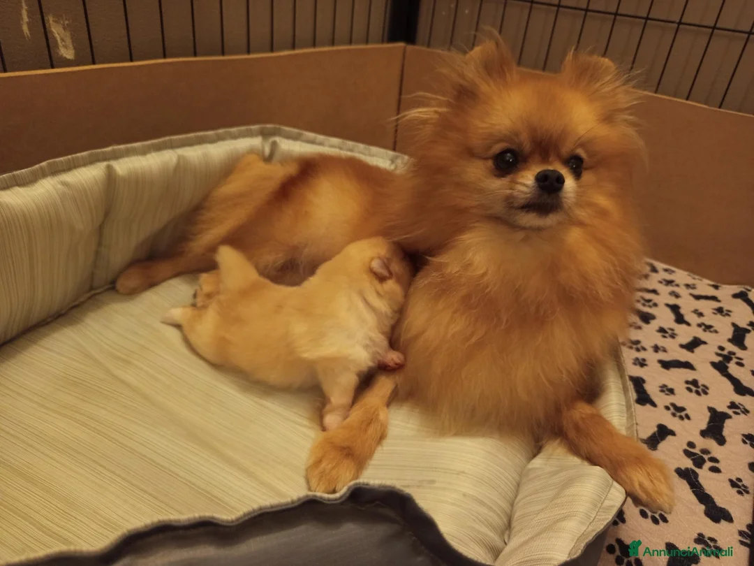 Spitz cani in vendita: Cucciolo di Spitz tedesco  - Annuncio 5