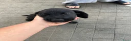Labrador cani in vendita: Ultimi Cuccioli Labrador retriver disponibili🐾 - Annuncio 3