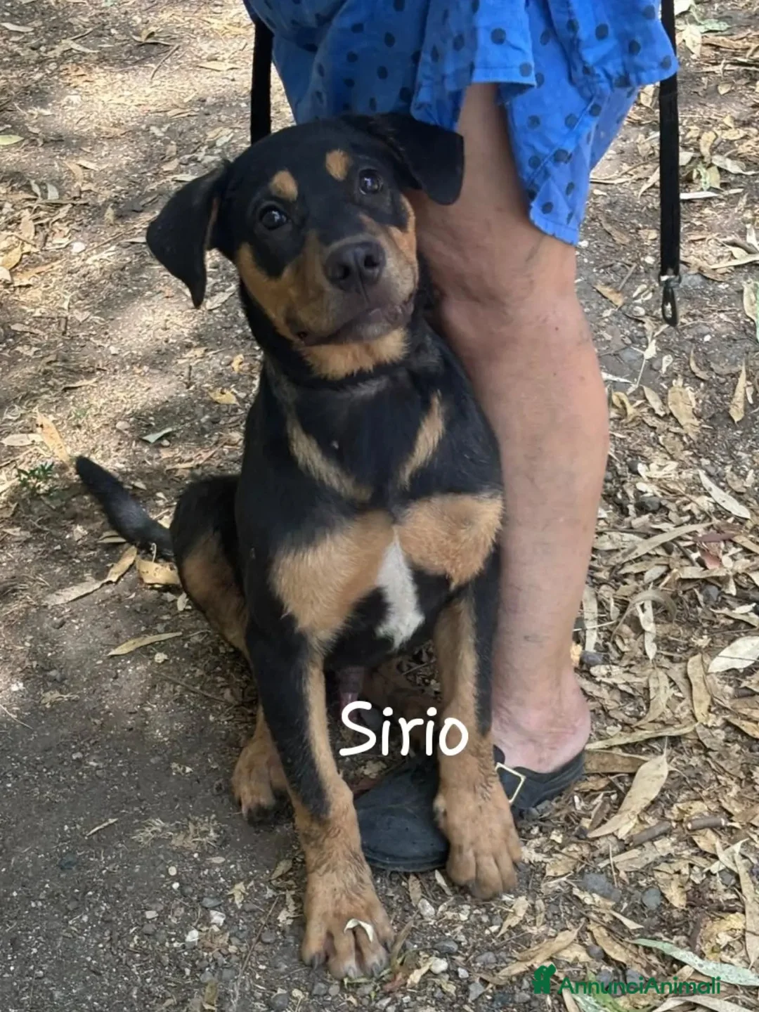 Meticcio cani in regalo: Sirio cucciolo cerca casa mix rottweiler corso - Annuncio 3