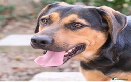 Meticcio cani in regalo: Pablo - Annuncio 2