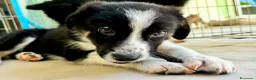 Meticcio cani in regalo: Musa  a Provincia di Lecco - Annuncio 3