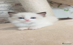 Ragdoll gatti in vendita: Cuccioli Ragdoll a Provincia di Bergamo - Immagine 21