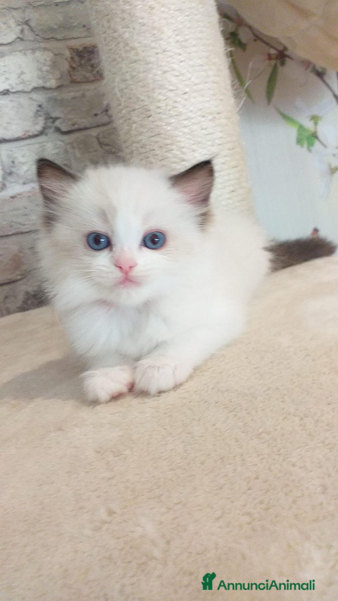 Ragdoll gatti in vendita: Cuccioli Ragdoll a Provincia di Bergamo - Immagine 21