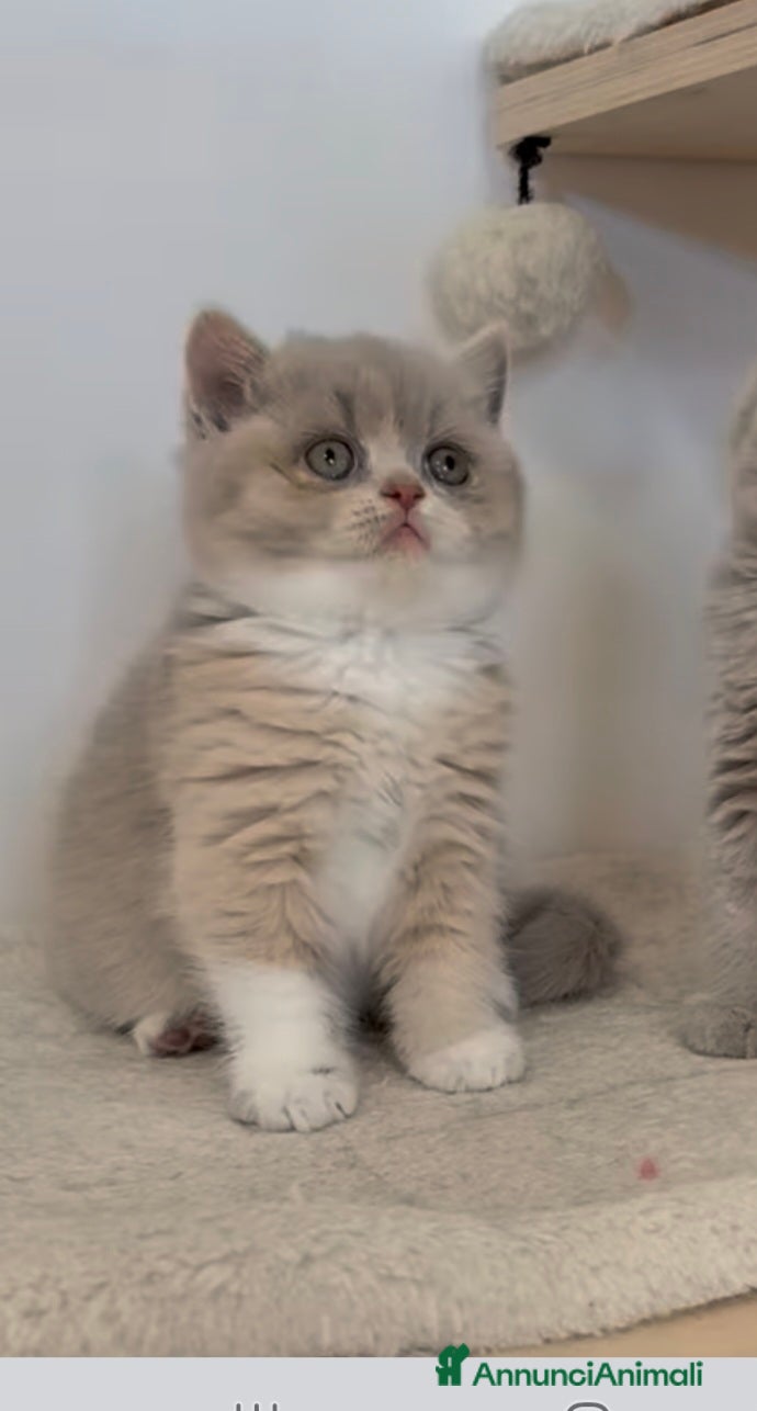 British gatti British shorthair  - Annuncio 1