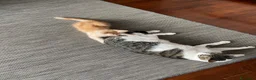 Europeo gatti in regalo: Gattini inseparabili - Annuncio 11