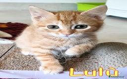 Europeo gatti in regalo: LULU' E POTTER DOLCI GATTINI DI DUE MESI - Immagine 4