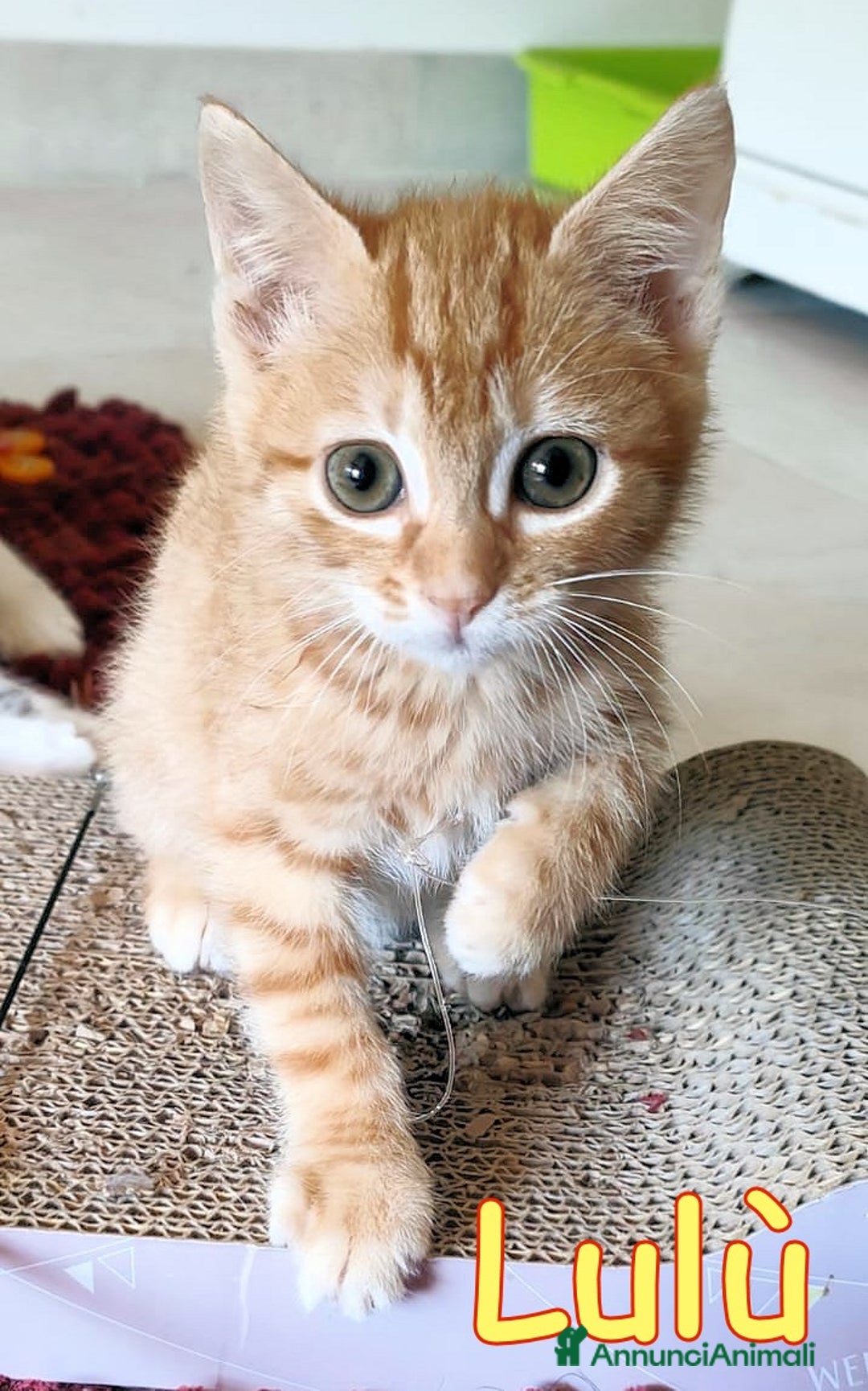 Europeo gatti in regalo: LULU' E POTTER DOLCI GATTINI DI DUE MESI - Immagine 4