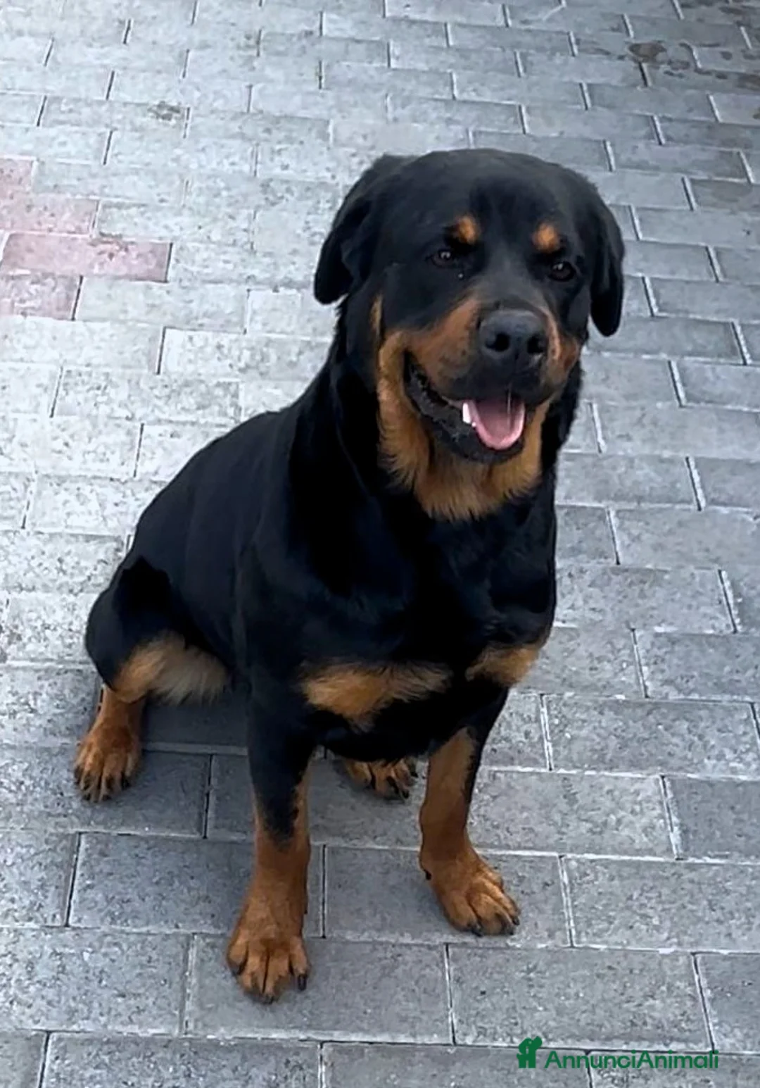 Rottweiler cani in regalo: LUNA ROTTWEILER - Annuncio 2