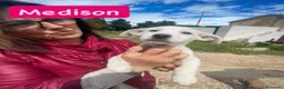 Meticcio cani in regalo: Medison bellissima cucciola taglia medio piccola  a Città metropolitana di Milano - Annuncio 1