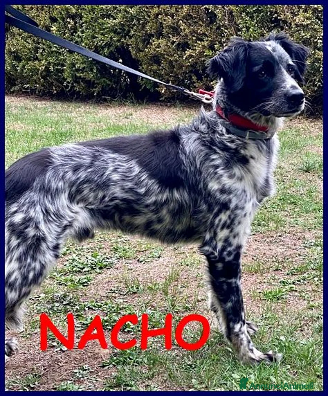 Meticcio cani in regalo: NACHO dolcissimo! a Città metropolitana di Milano - Annuncio 9