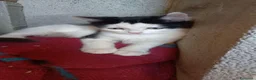 Altre razze gatti in regalo: Due piccolissimi fratellini in cerca di casa - Annuncio 2