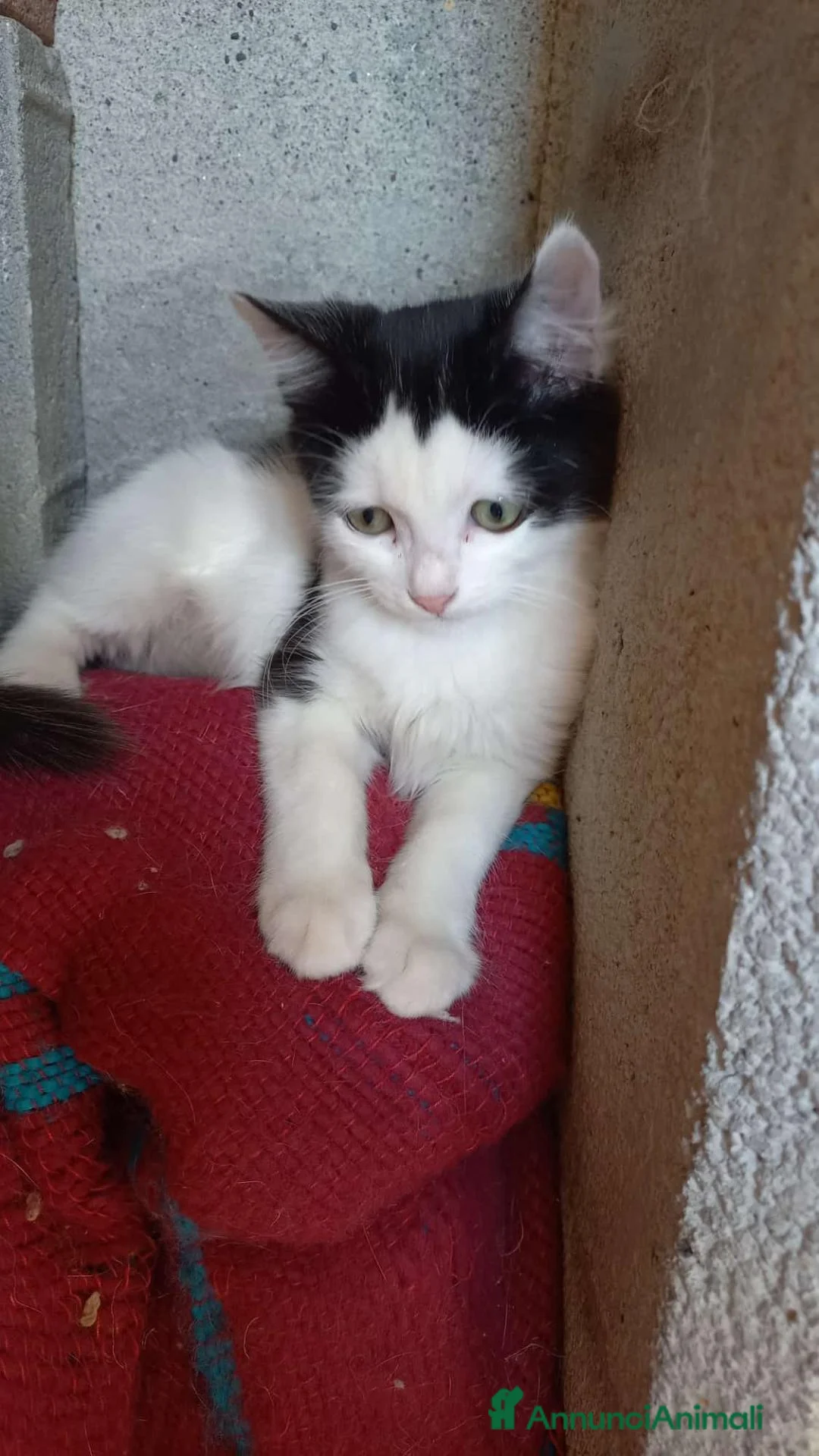 Altre razze gatti in regalo: Due piccolissimi fratellini in cerca di casa - Annuncio 2