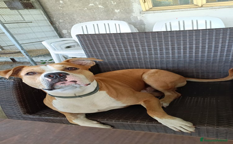 American Staffordshire cani - Annuncio 1