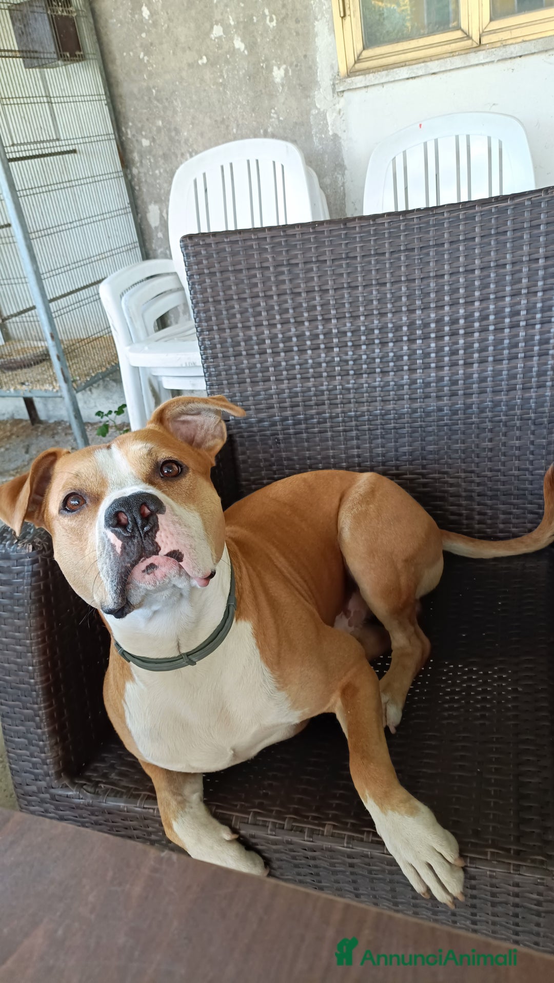 American Staffordshire cani per accoppiamento: Fidanzata per Leo(gratis)  - Annuncio 1