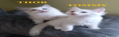 Ragdoll Gattino 2
