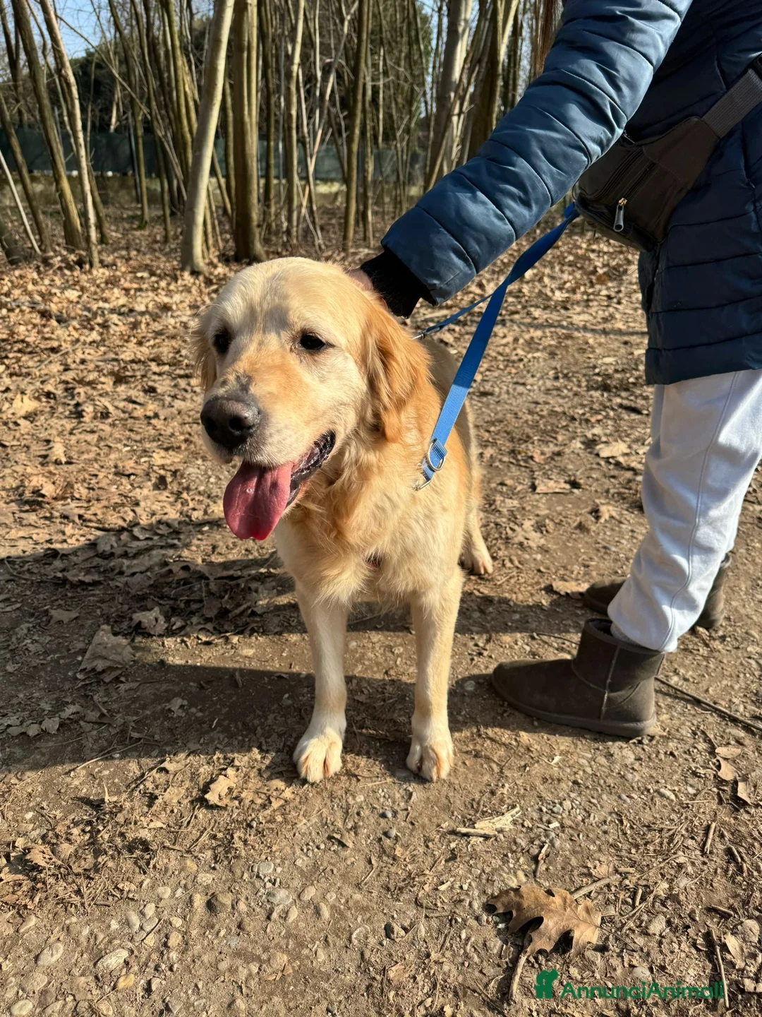 Golden Retriever cani in regalo: Splendido Golden Retreiver - CASPER - Annuncio 1