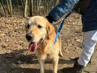 Golden Retriever cani Splendido Golden Retreiver - CASPER - Annuncio 1