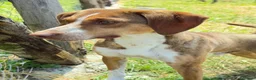 Meticcio cani in regalo: Yago  a Città Metropolitana di Firenze - Annuncio 3