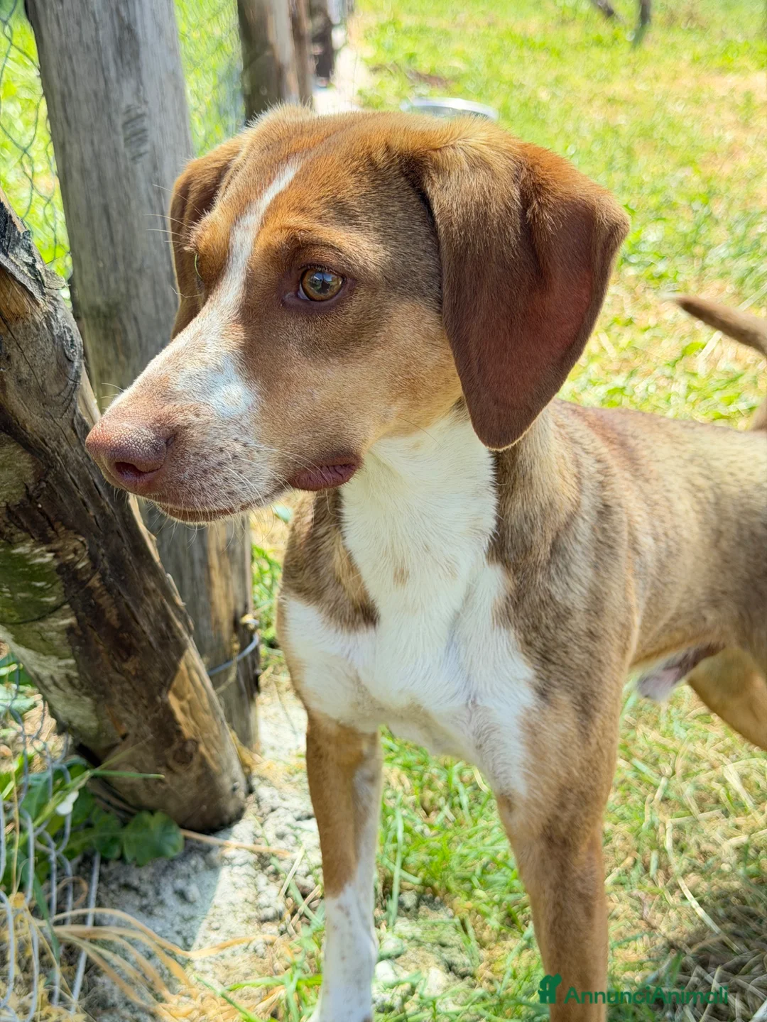 Meticcio cani in regalo: Yago  a Città Metropolitana di Firenze - Annuncio 3
