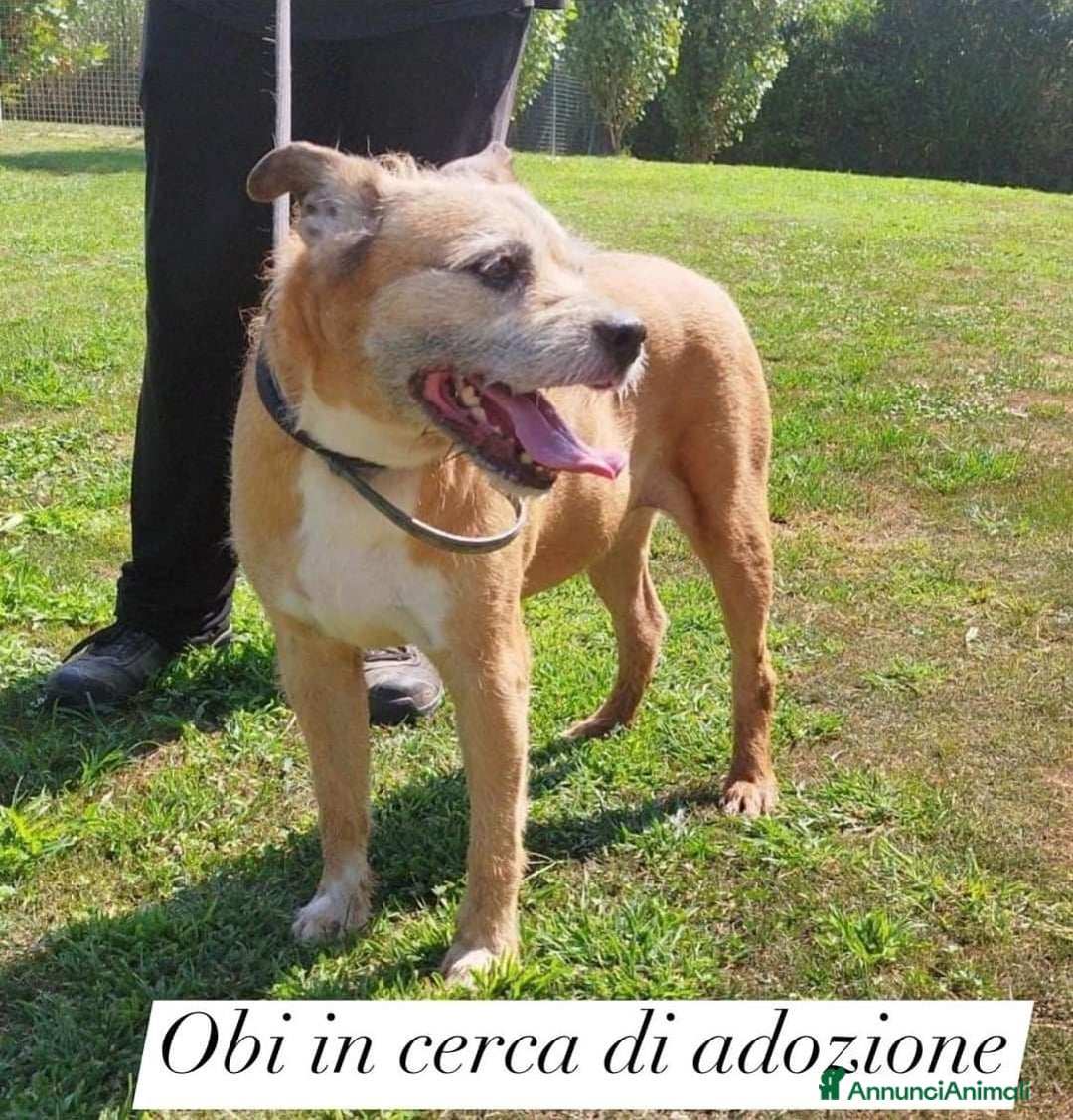 Meticcio cani in regalo: 9anni ha vegliato il padrone deceduto in casaPAVIA a Città metropolitana di Milano - Annuncio 3